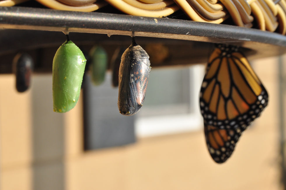 From Caterpillar to Butterfly