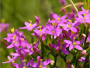 Fleurs de Bach - Naturopthie Angers