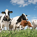 istockphoto-956944426-612x612.jpg