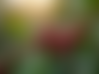 El arte del café colombiano: Clova Coffee