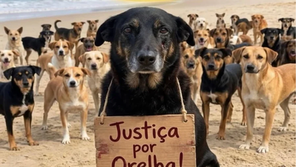 Polícia detalha avanços na investigação da morte do cão Orelha em Florianópolis