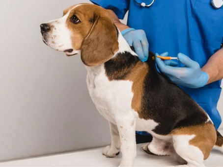 Vacinação V10 e microchipagem gratuita acontecem em Jurucê