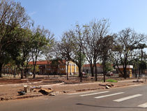 Ipês são cortados de praça em Jardinópolis e Prefeitura não responde qual o motivo