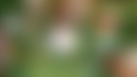 Em Foco: Coelhinha Isis