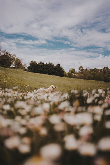 maeva-vigier-tmK_DqWZ61E-unsplash copie.jpg