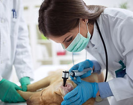  Docteur Vétérinaire de centre animalier (H/F) - Trets et Marseille (13)