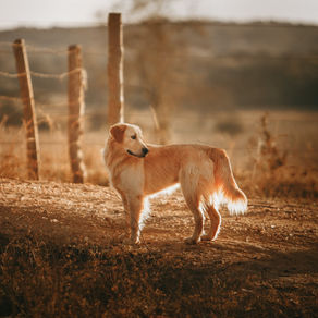 Le Golden Retriever