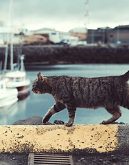 Chat - cabane à chats