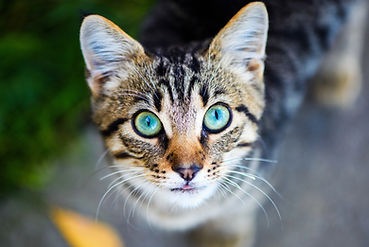 AdobeStock_269371920.jpeg