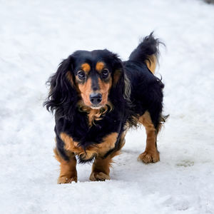 Dachshunds in Winter Scenes