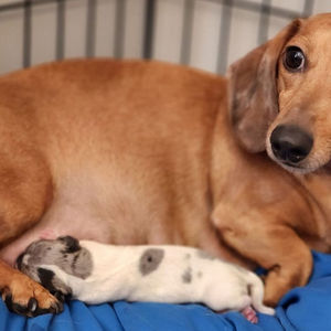 Dachshund Family Moments