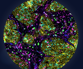 Immune Profiling Core Panel