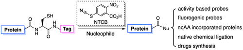 Expressed Protein Ligation without Intein
