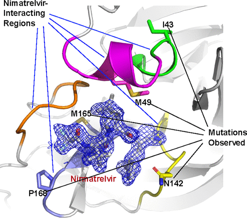 J Med Chem_2022_K Yang