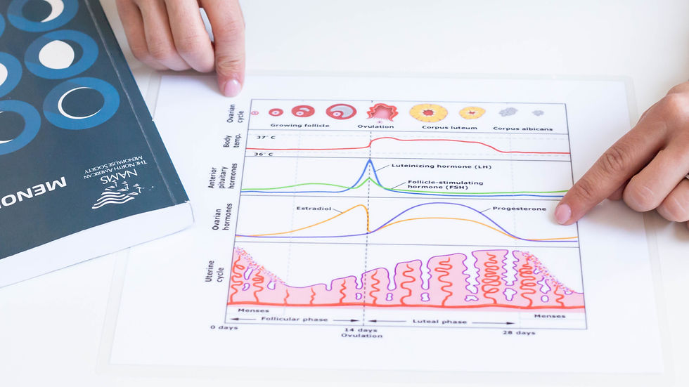 normal menstrual cycle visual representation