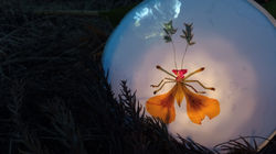 Les nuits des forêts