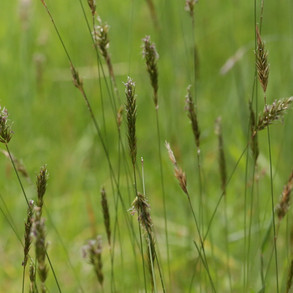 Flouve odorante