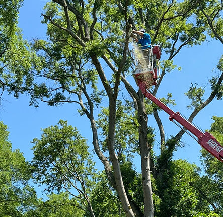 affordable tree removal service near me_
