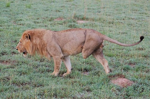 Lion snare.jpg
