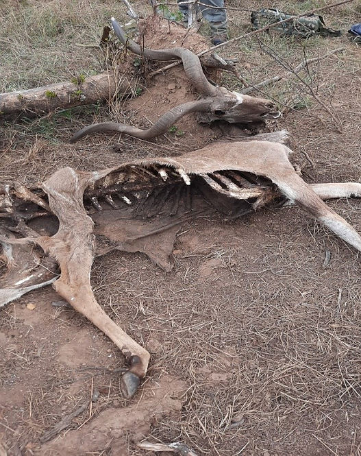 Dead Kudu.jpg