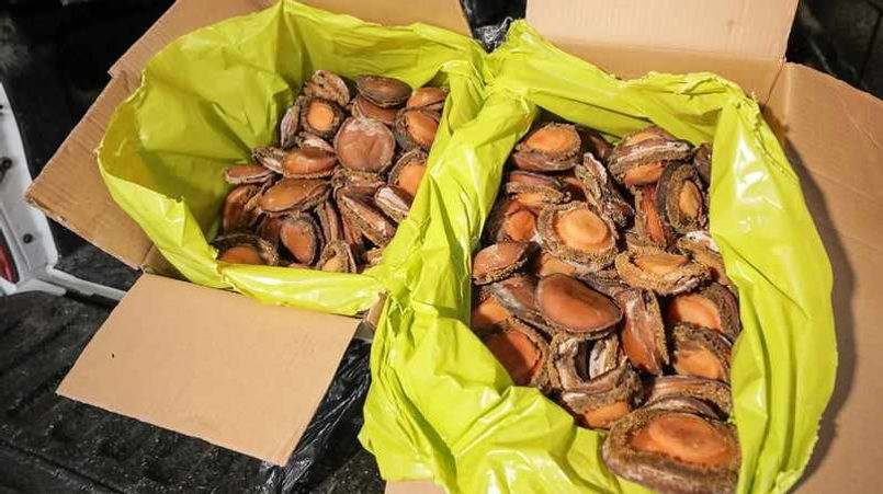 Abalone.jpg