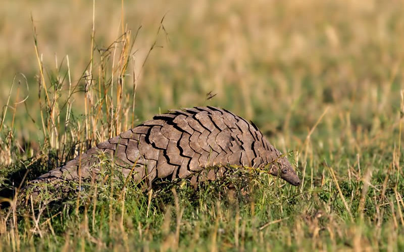 Pangolin.jpg
