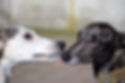 greyhounds-3495342_1920.jpg