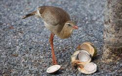 Red-legged-seriema