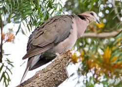 Red eyed dove