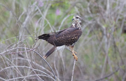 Snail kite   J