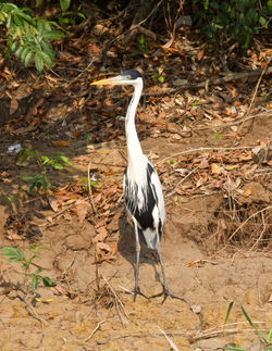 Cocoi heron