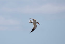 Caspian tern