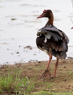 Spur winged goose. M