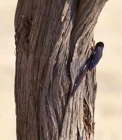 Green wood hoopoe