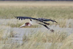 Marabou stork