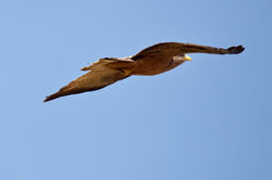 Black kite