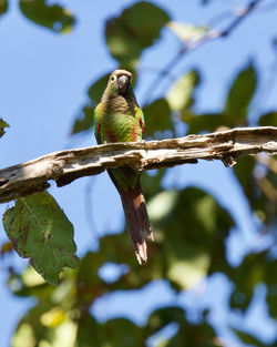 Blaze-winged parakeet