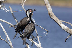 White breasted cormorant