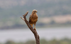 Steppe buzzard