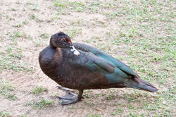 Muscovy duck   M