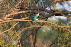 Woodland kingfisher