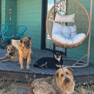 Un gruppo di cane seduti sul patio di una casa guardano la fotocamera