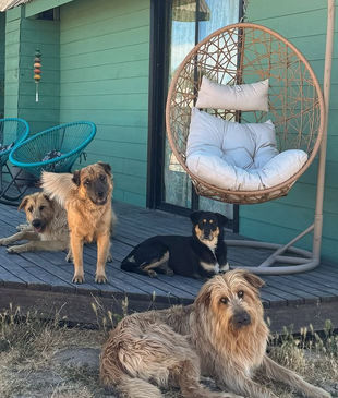 Un gruppo di cane seduti sul patio di una casa guardano la fotocamera