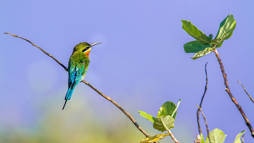 tropical bird to represent the joy you can have after working with an online psychotherapist in Florida