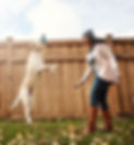 playing-dog.jpg