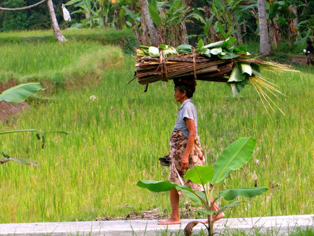 Back To The Fields And Jungle