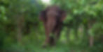 Asian Elephant 2_edited.jpg