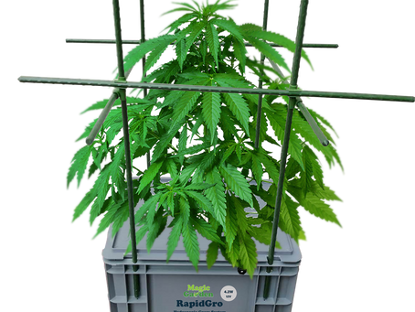 A guide to growing marijuana at home ..where legal