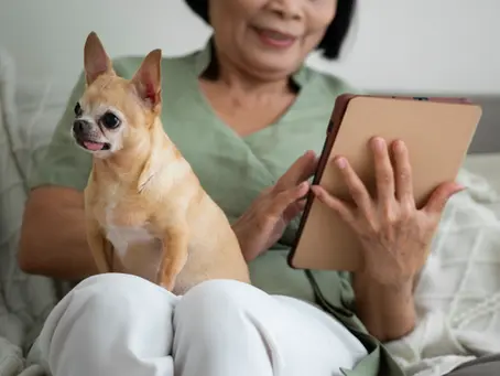 Woman using a tablet on her bed while her small tan chihuahua sits on her lap.