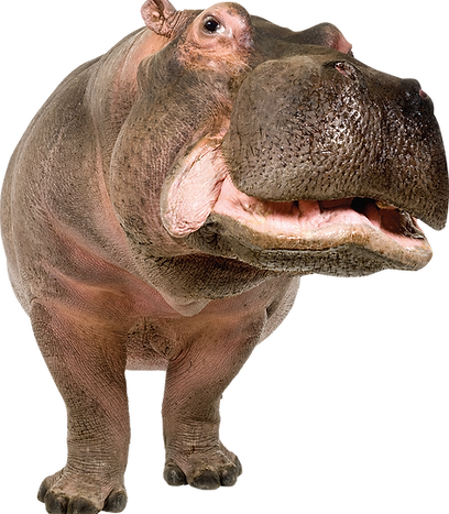 hippo_PNG17.png
